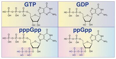 (p)ppGpp Metabolism and Antimicrobial Resistance in Bacterial Pathogens